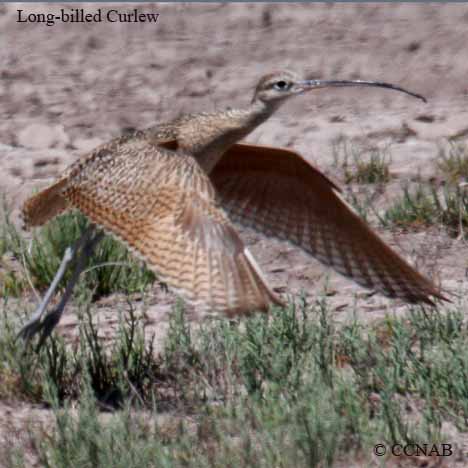 Birds of North America