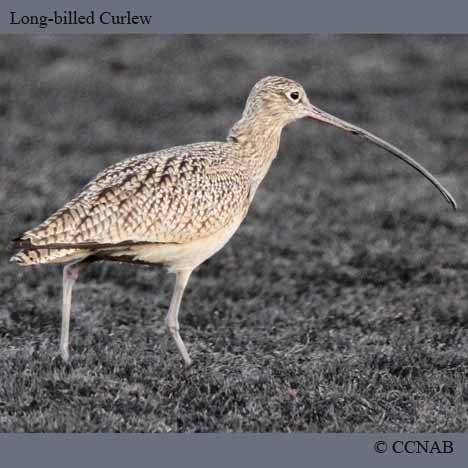 Birds of North America