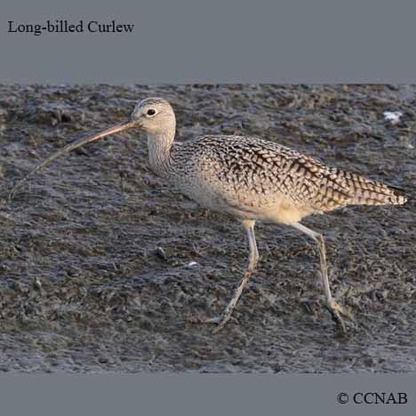 Birds of North America