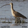 Long-billed Curlew songs and calls