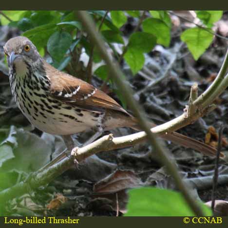 Birds of North America