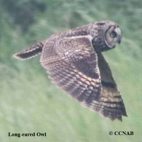 Birds of North America
