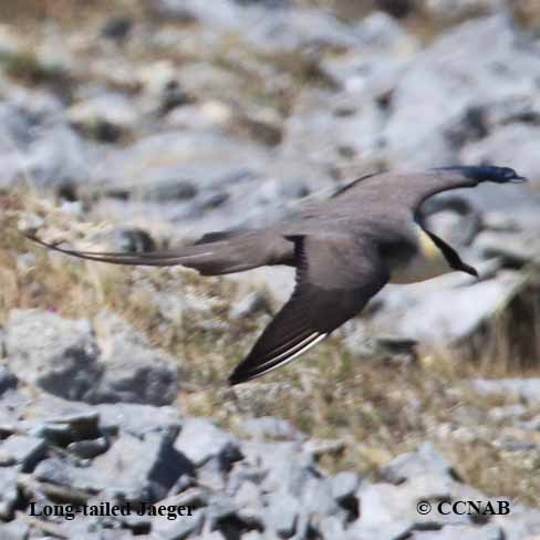 Birds of North America