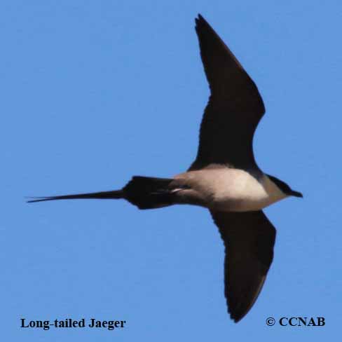 Birds of North America