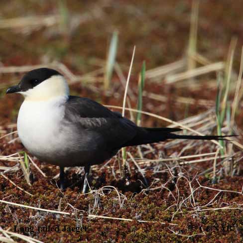 Birds of North America