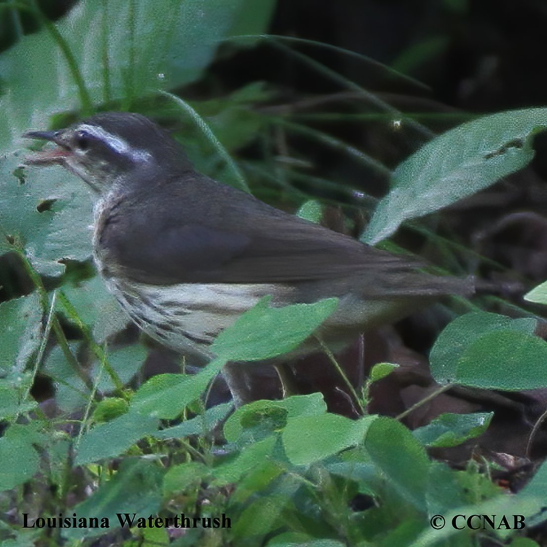 Birds of North America