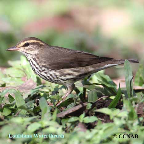 Birds of North America