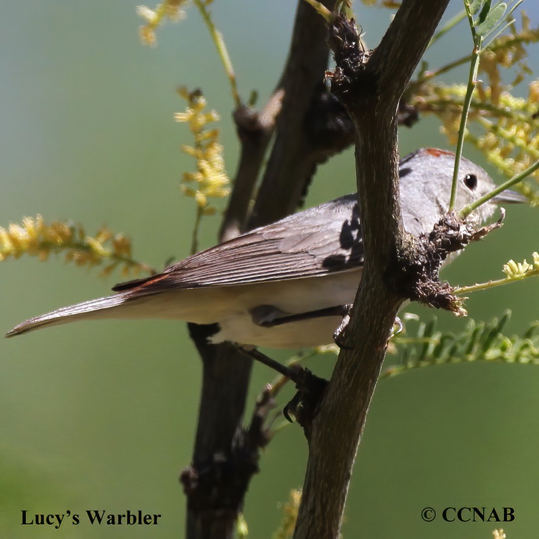 North American Warblers
