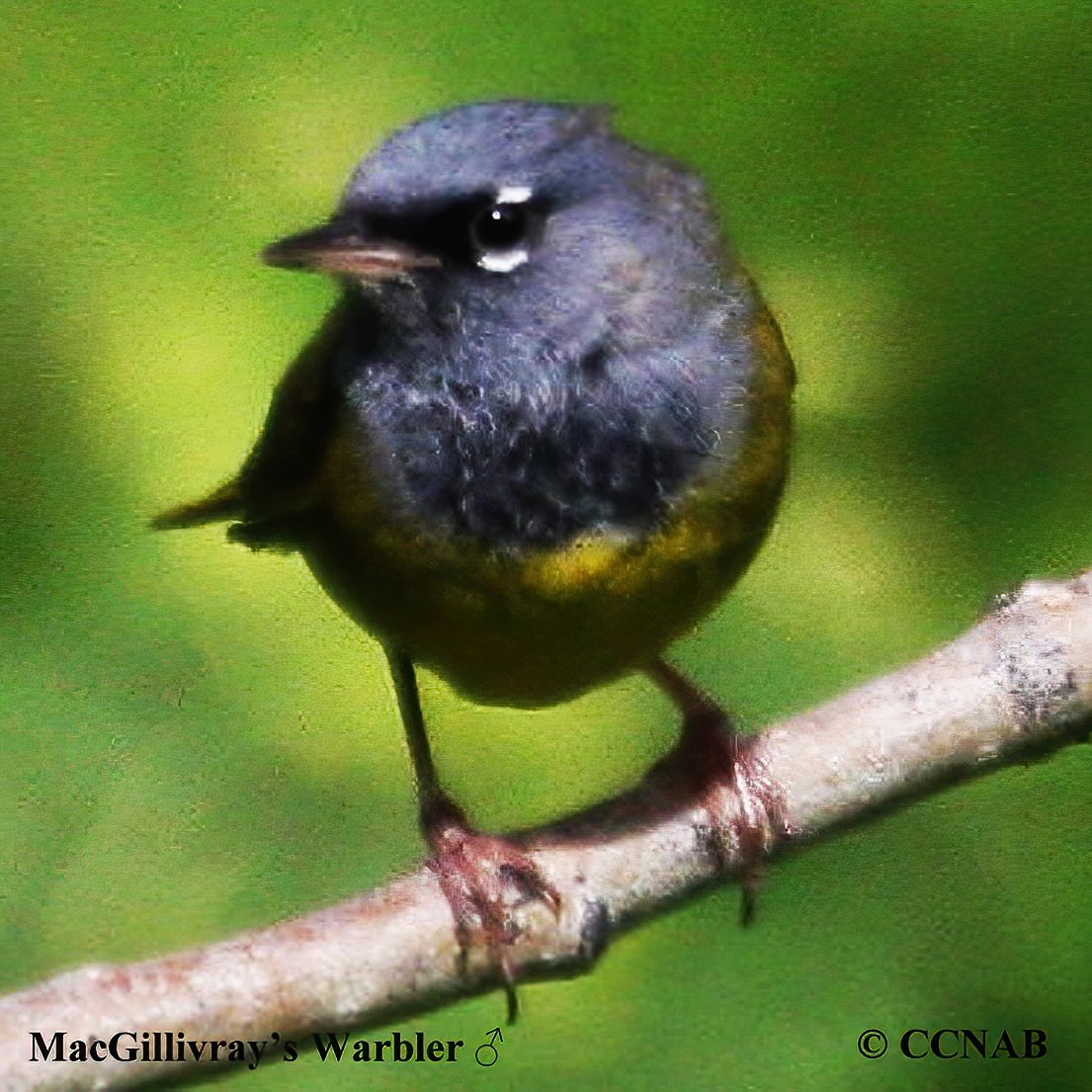 North American Warblers