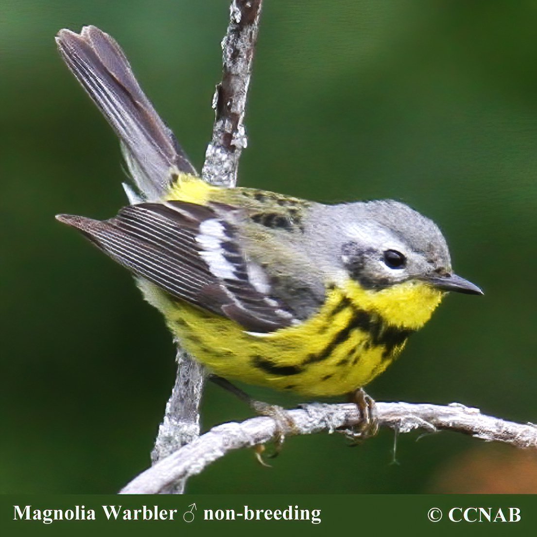 North American Warblers