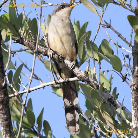 Birds of North America