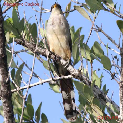 Birds of North America