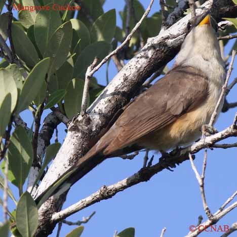 Birds of North America
