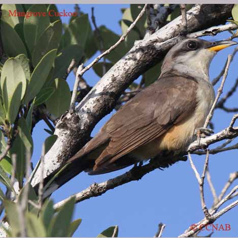 North American Birds songs and calls