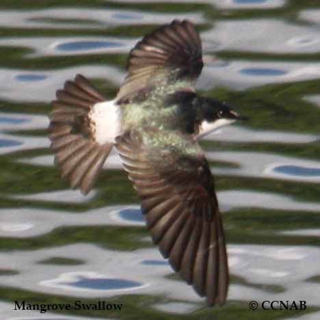 Birds of North America