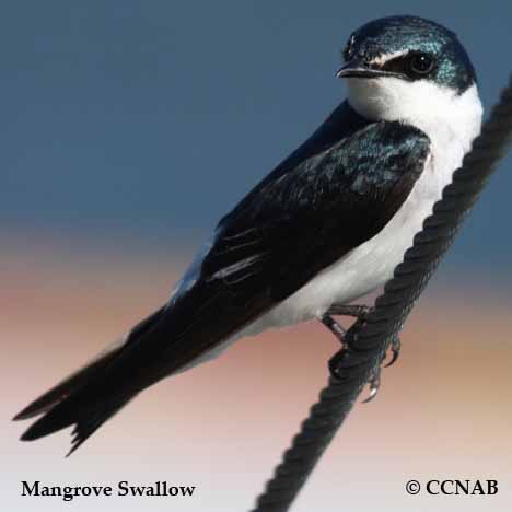 Birds of North America