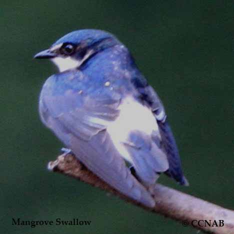 Birds of North America