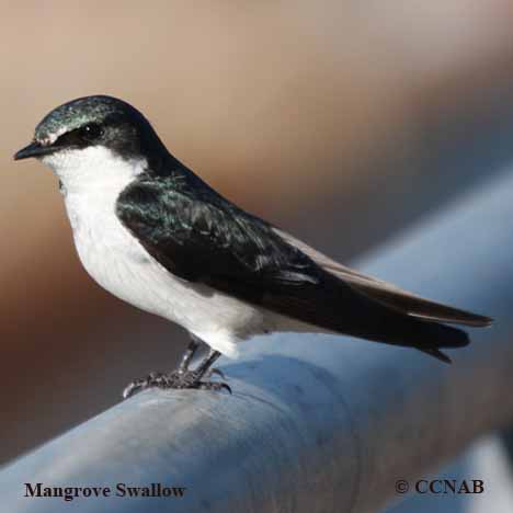 Birds of North America