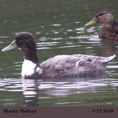 Manky Mallard