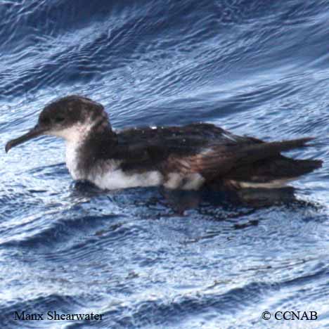 Birds of North America