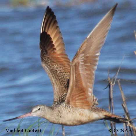 Birds of North America
