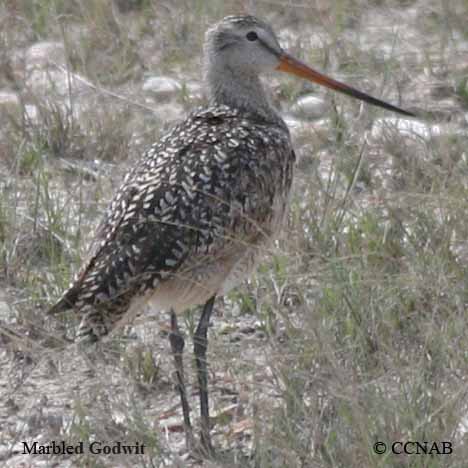 North American Birds songs and calls