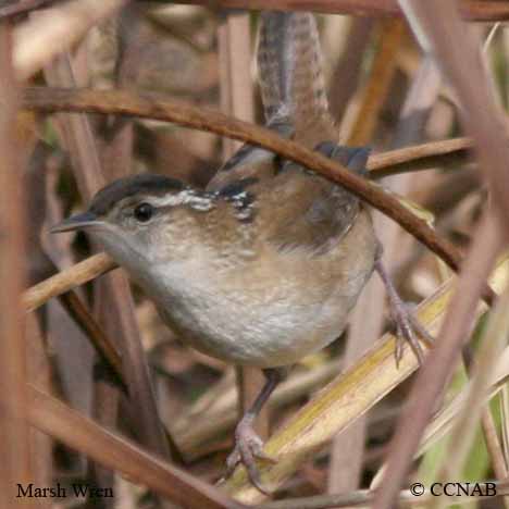 Birds of North America
