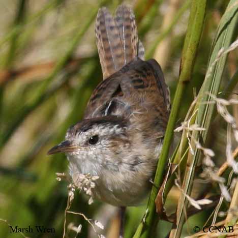 Birds of North America