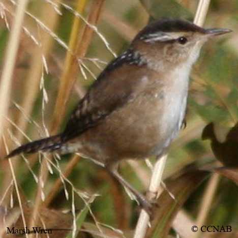 Birds of North America
