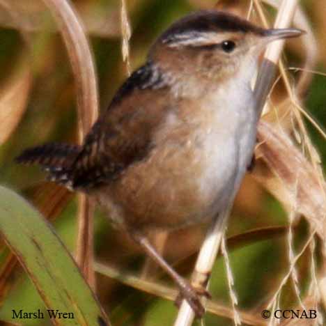 Birds of North America