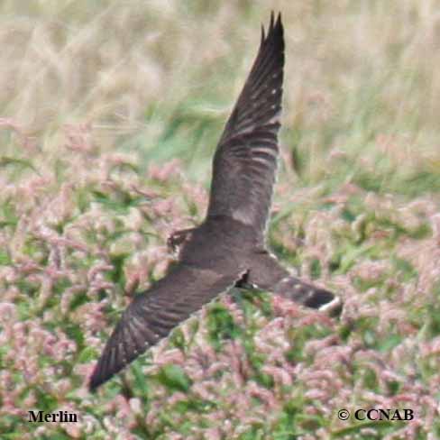 Birds of North America