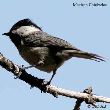 Birds of North America