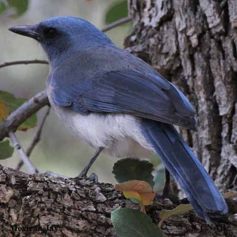 North American Jays
