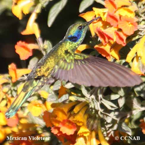 Birds of North America