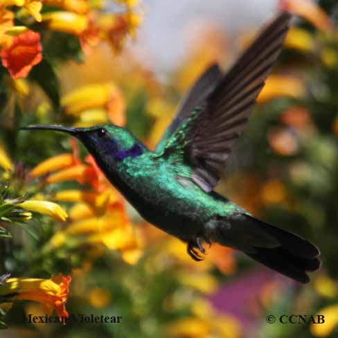 Birds of North America