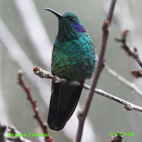 Birds of North America