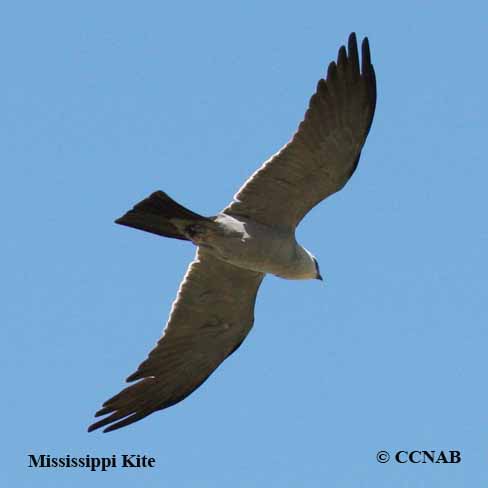 Birds of North America
