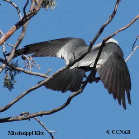 Birds of North America