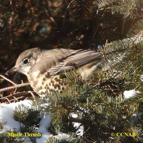 Turdus viscivorus