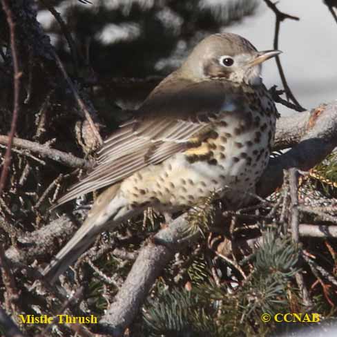 Turdus viscivorus