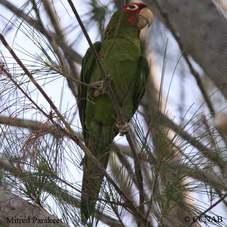 Birds of North America