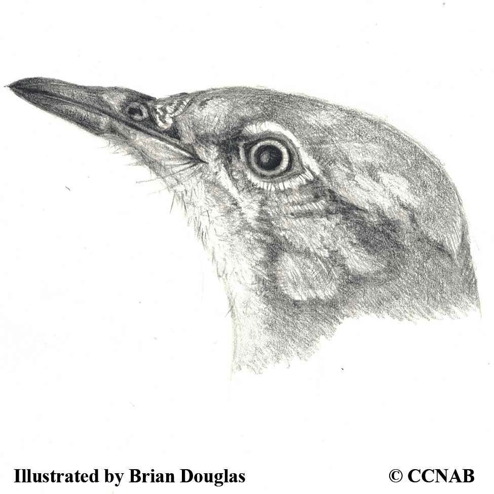 mockingbirds