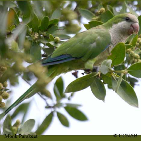 North American Parakeets