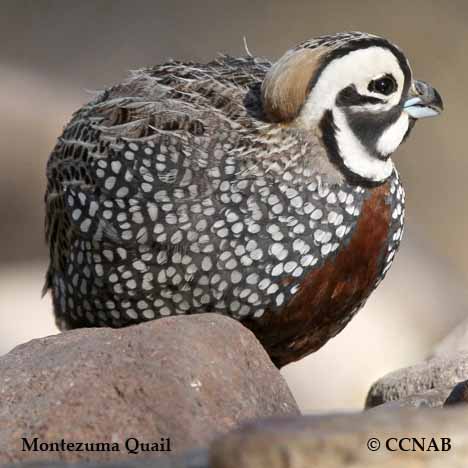 North American Quail