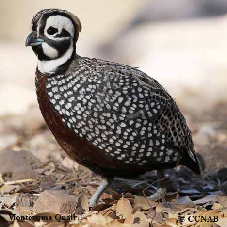 Montezuma Quail