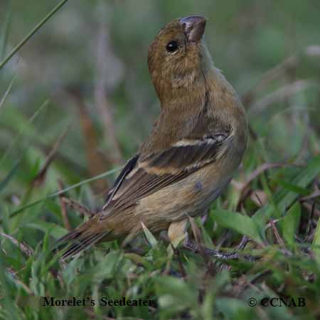 Birds of North America