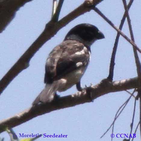 Birds of North America