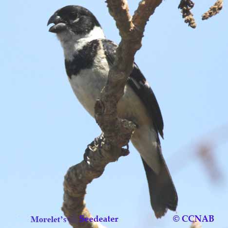 Birds of North America