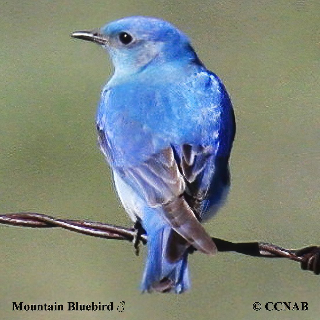 Birds of North America