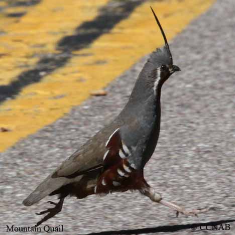 North American Quails